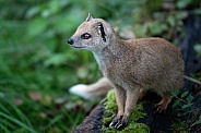 Red Meerkat