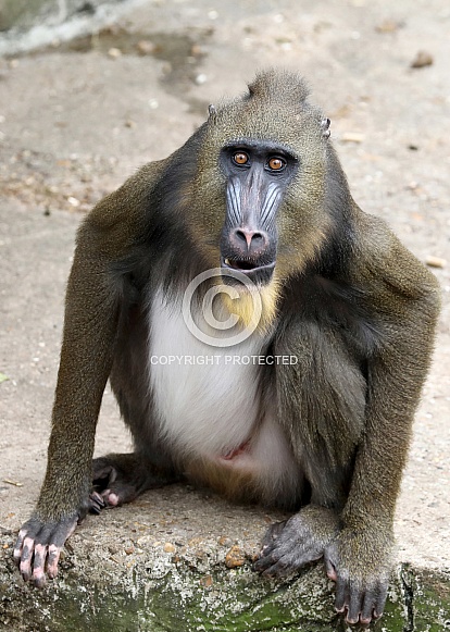 Mandrill (Mandrillus sphinx)