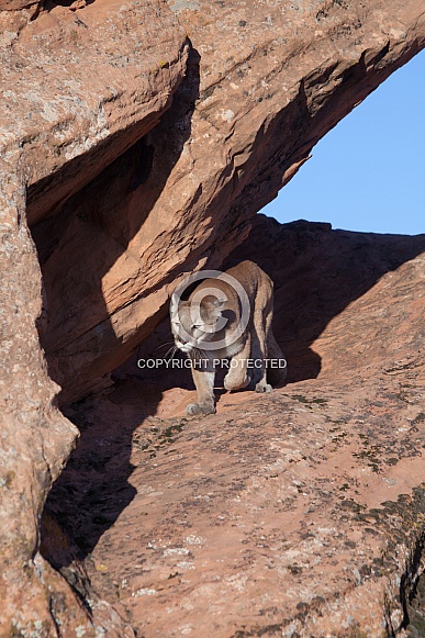 Mountain lion, cougar, puma concolor Mountain lion, cougar, puma concolor