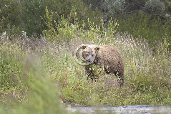 Brown Bear