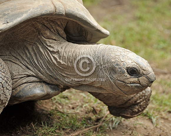 aldabra tortoise