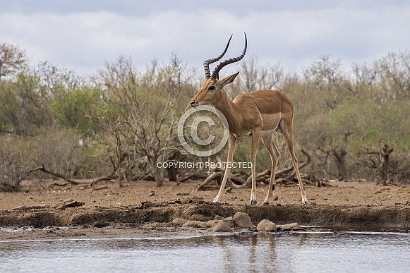 Impala (Male)