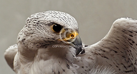 Gyrfalcon Gyrfalcon