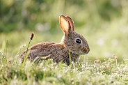 Wild Baby Rabbit Kit