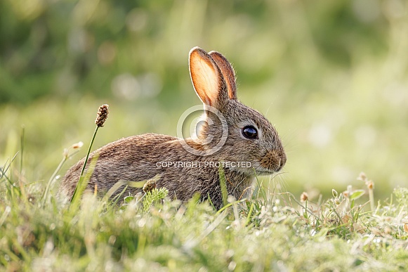 Wild Baby Rabbit Kit Wild Baby Rabbit Kit