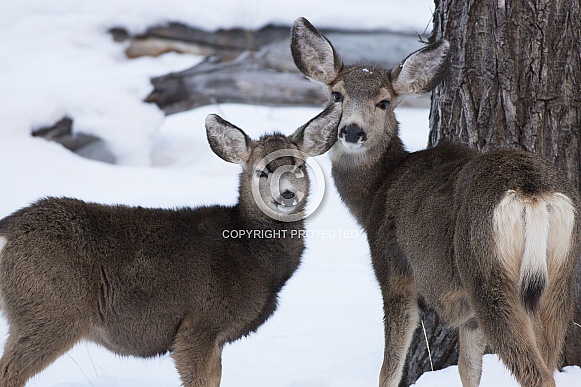 Mule Deer Mule Deer