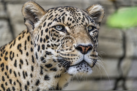 Portrait of a leopard