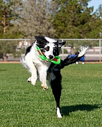 Border collie landing funny after catching a frisbee