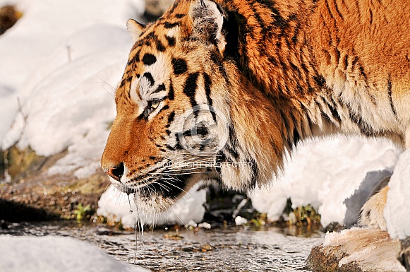 Amur Tiger