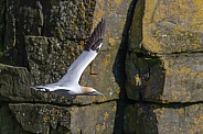 A Gannet in flight around the rocky cliffs