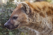 Profile of a spotted hyena