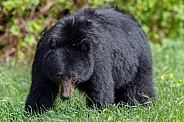 Black Bear and cubs