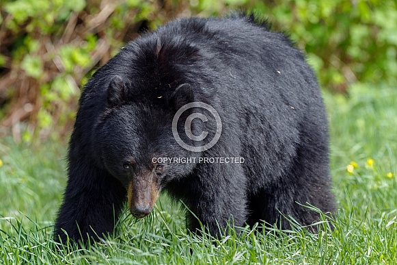 Black Bear and cubs Black Bear and cubs