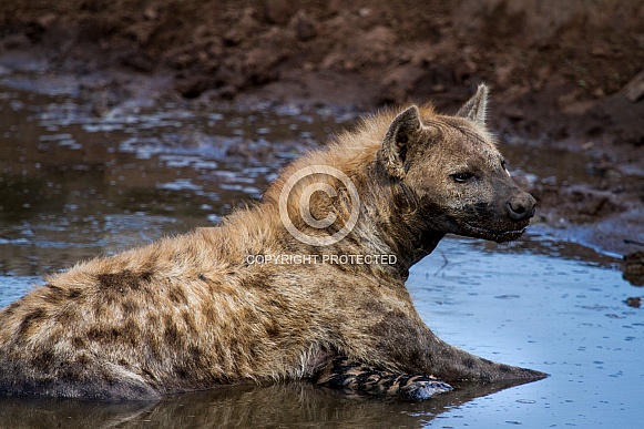 Hyena (wild)