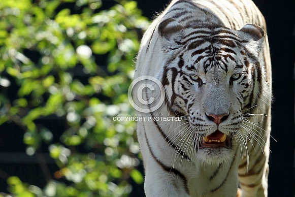 White Tiger