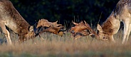 Fallow Deer