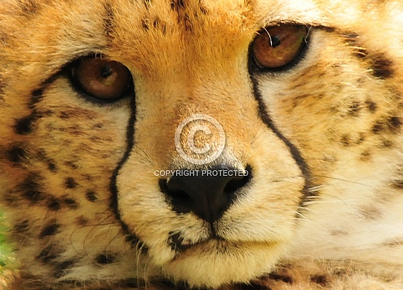 Cheetah Cheetah