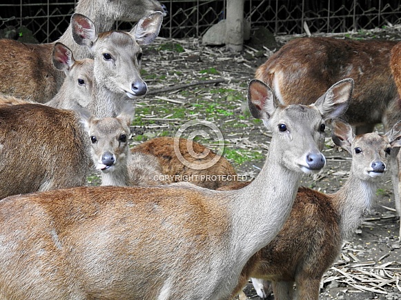 Javan Rusa Javan Rusa
