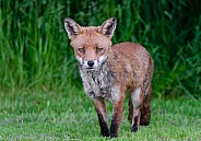 A Male Fox