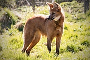 Maned Wolf Full Body Looking Over Shoulder