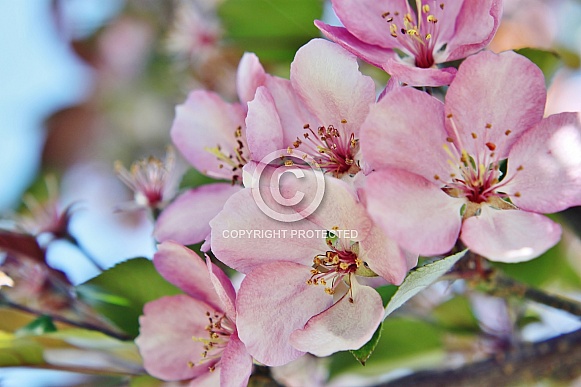 Pink Spring Blossoms Pink Spring Blossoms