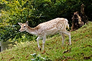 Female Fallow Deer