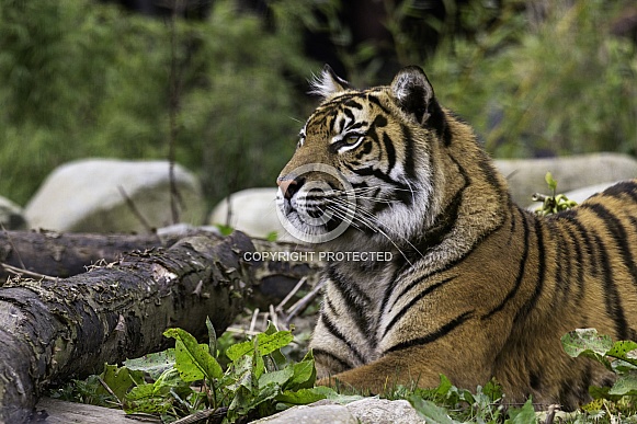 Sumatran tiger Close up