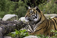 Sumatran tiger Close up