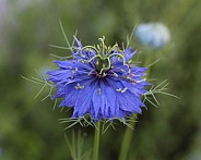 Dark Blue Ragged Lady Flower