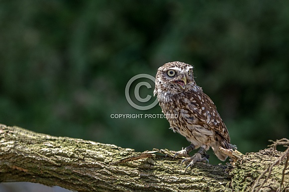 Little owl