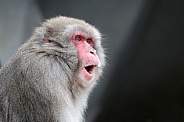 The Japanese macaque (Macaca fuscata), also known as the snow monkey