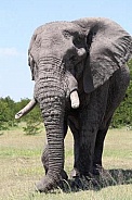 African Elephant