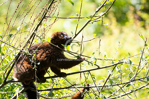 Red-bellied lemur