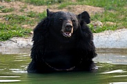 Moon Bear