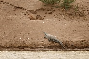 Indian gavial in the nature habitat