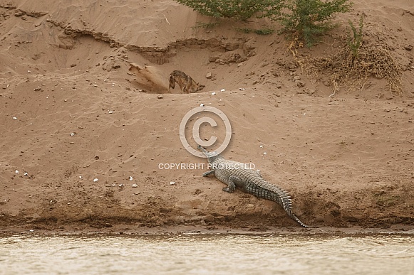 Indian gavial in the nature habitat