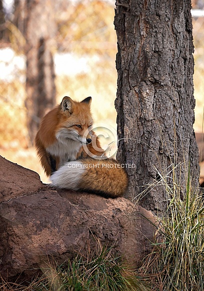 Red Fox
