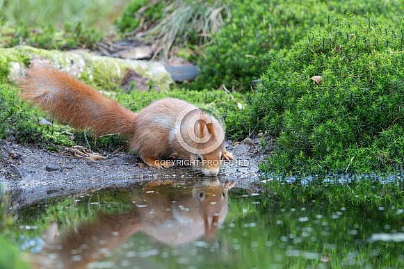 squirrel on the ground in the forest.
