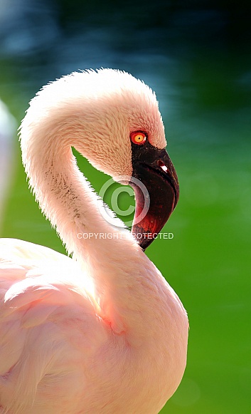 Lesser flamingo