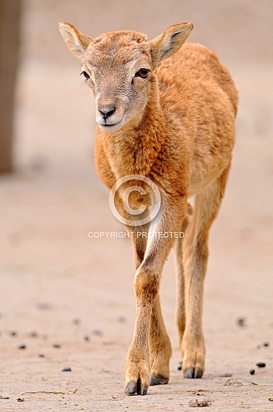 Young Moufflon Young Moufflon