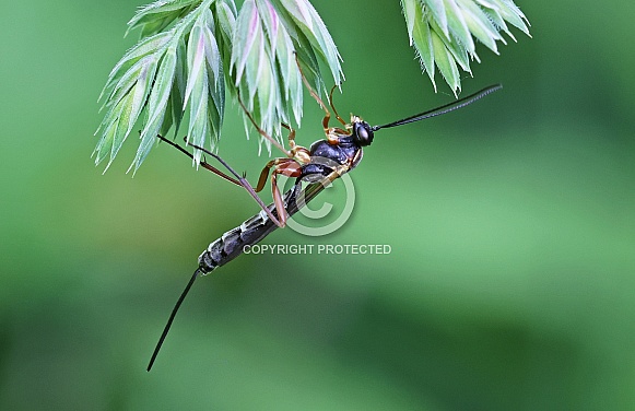 Ichneumon Wasp