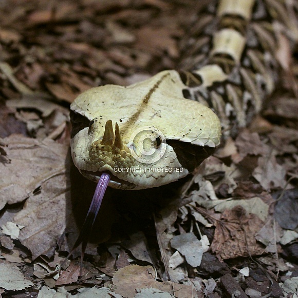 Gaboon Viper Snake