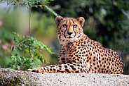 Relaxing cheetah