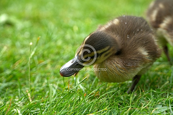 Mallard Duckling