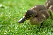 Mallard Duckling