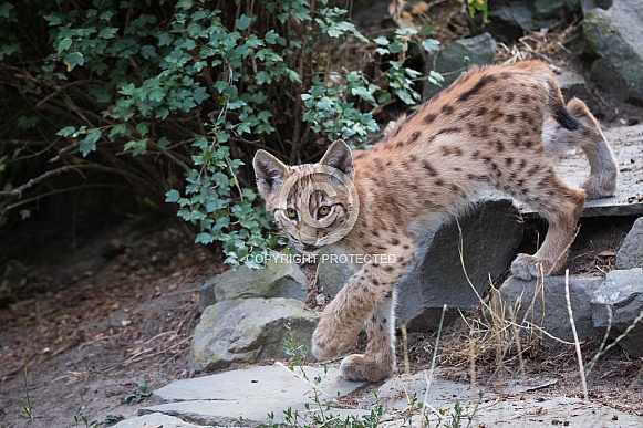 Lynx Cub