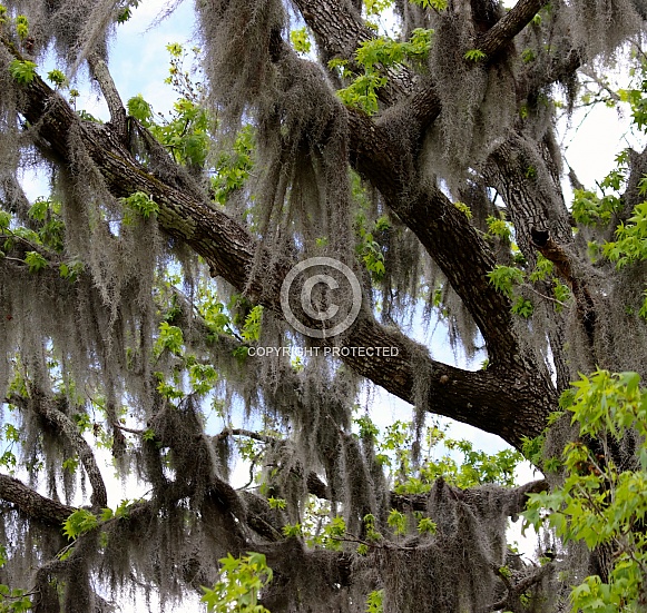 Spanish Moss hanging from a Sweetgum Tree