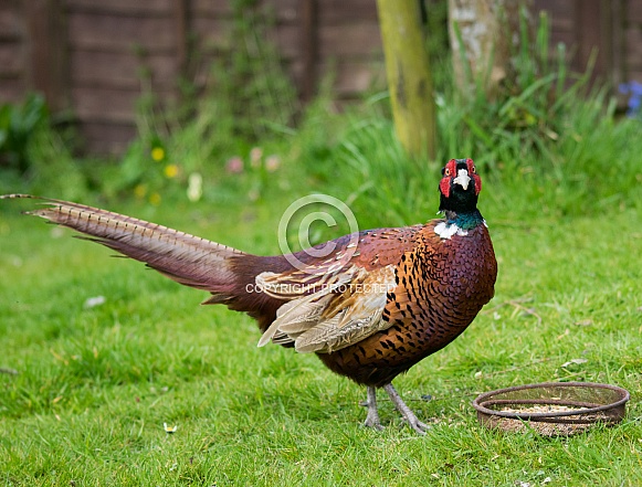 Pheasant Pheasant