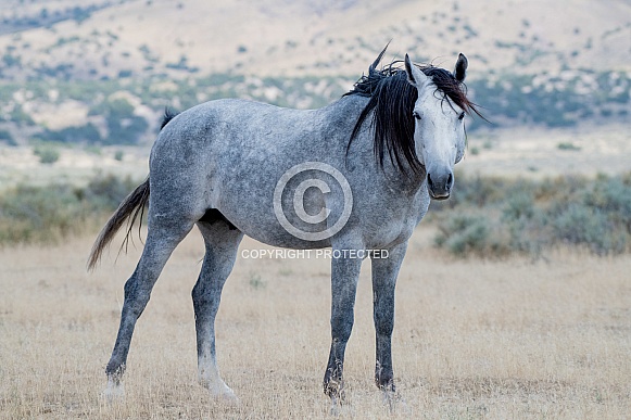 Wild Horses