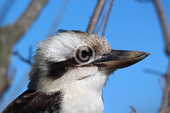 Kookaburra Portrait